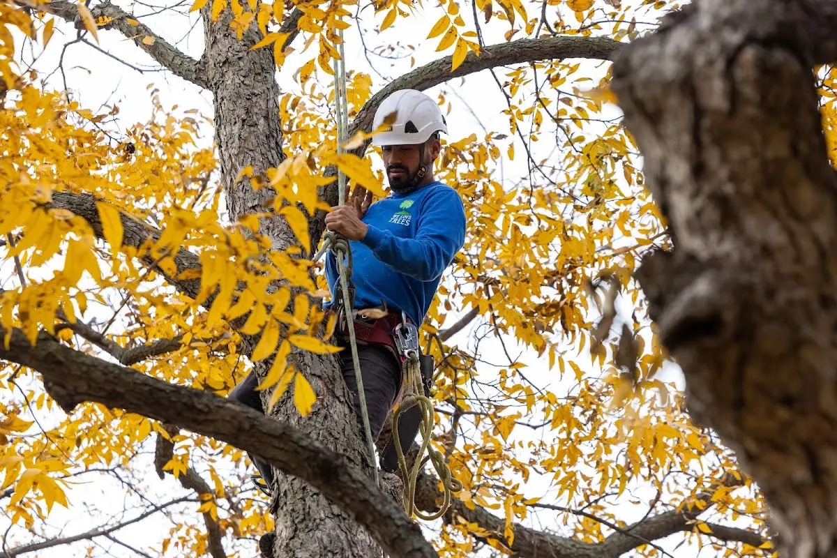 Skilled Tree Pruning crew working in Teachey
